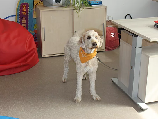 Einweihung neue Grundschule Büsum. Einweihungsfeier. Innenansicht. Schulhund Charly im Schulsozialraum.