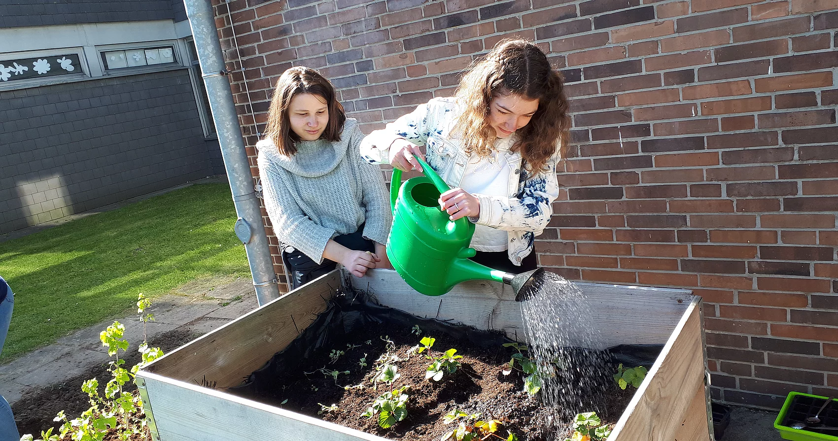 Verbraucherbildung. Schülerinnen gießen Pflanzen im Hochbeet.